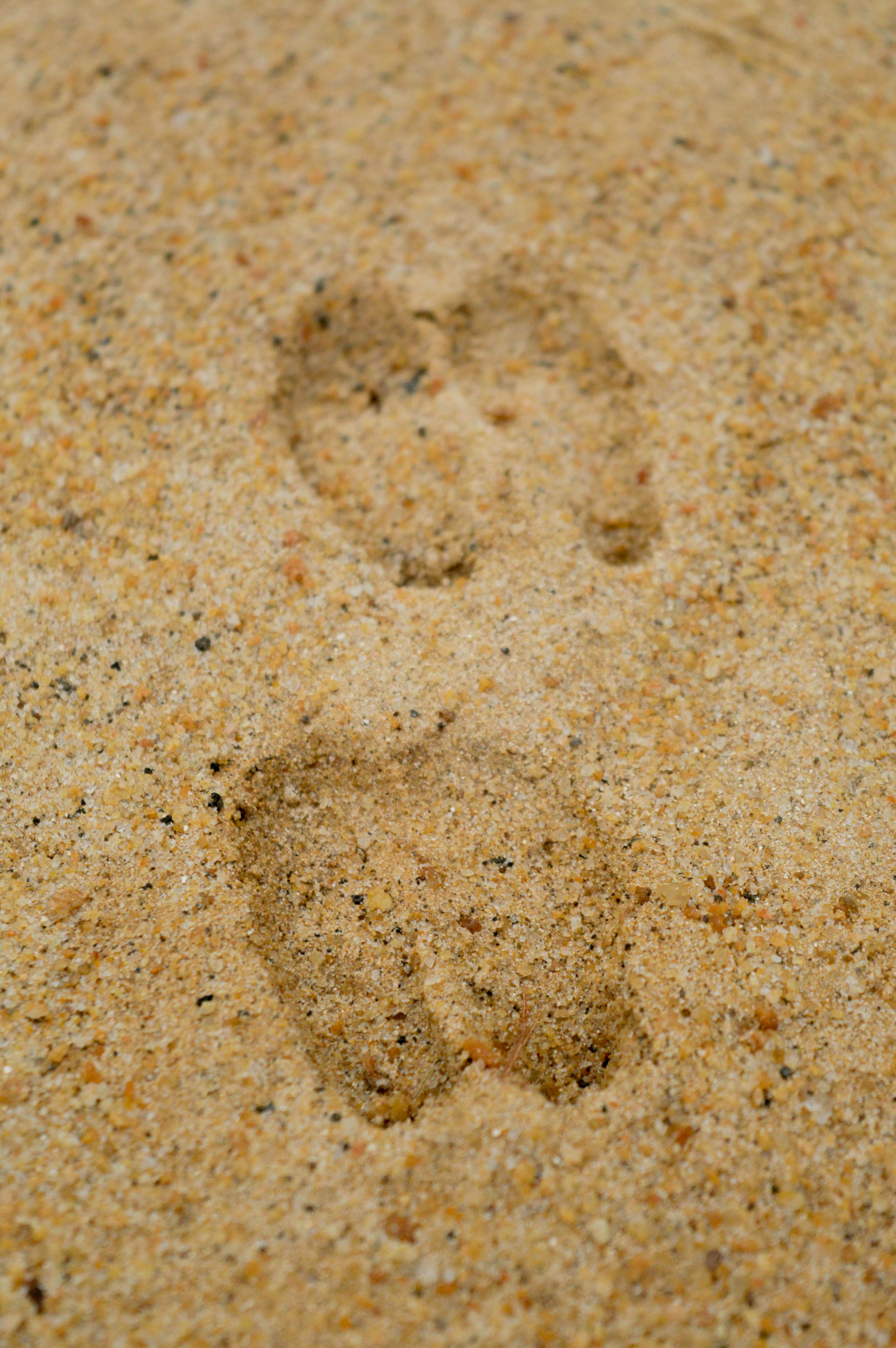 foot prints on sands